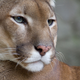Un puma o león de montaña. Foto: Wikipedia